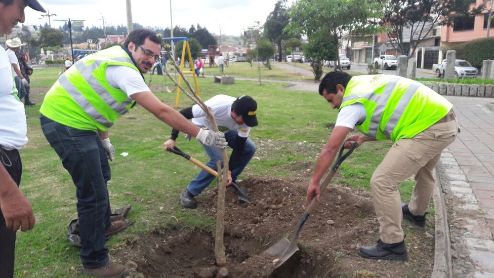 Příchod tramvaje přetváří město i jinak. V rámci náhradní i doprovodné výsadby Cuencu obohatí 1 500 nových stromů a 64 tisíc keřů. Zlepšila se rovněž údržba i úklid řady městských prostor. (foto: Tranvía Cuenca)